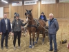 km-einspaenner-pony-verena-heimann-landenhausen_0